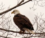 2016 02 20 Eagles 005